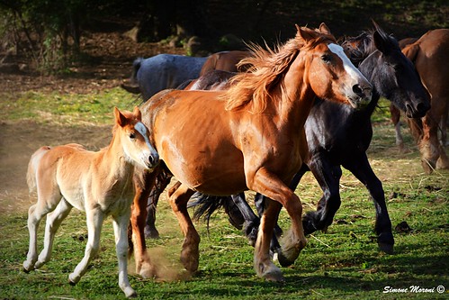 horses nikon cavalli colt puledro nikond7100