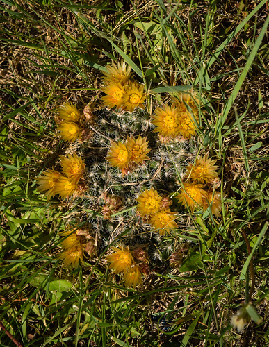 flowers cactus yellow pincushion