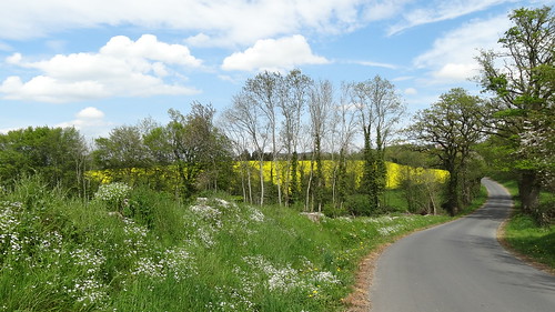 france tree yellow jaune landscape normandie paysage arbre calvados rapeseed colza maisoncellespelvey