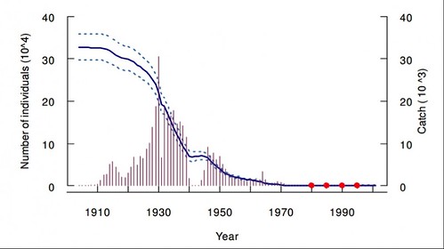 上世紀的南半球藍鯨數量下降了99%。