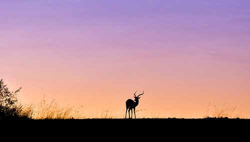 africa travel sunset wild holiday inspiration nature beautiful beauty silhouette landscapes nikon alone kenya dramatic peaceful calm adventure savannah wilderness impala habitat solitary ecosystem biodiversity masaimara naturephotography eastafrica africansafari naturelovers picturepostcard wildafrica richcolour savannahsunset nikond90 sunsethues savannahscenes nikond90users iamnikon eastafricanlandscapes marafauna eveningsighting savannahsunsets savannahlandscapes savnnahsights savannahsights savanahsunset