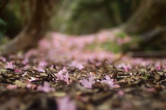 Rhododendron forest floor