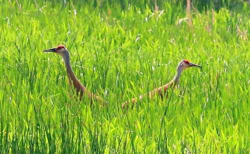 county pool reis iowa cranes larry slough sandhill allamakee