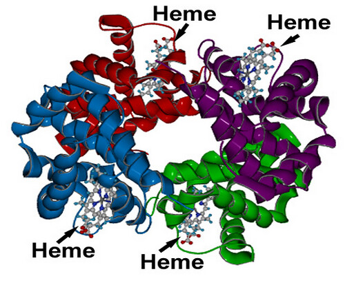 THE AMAZING HEMOGLOBIN MOLECULE 17062811690_32ee89c3f4_z