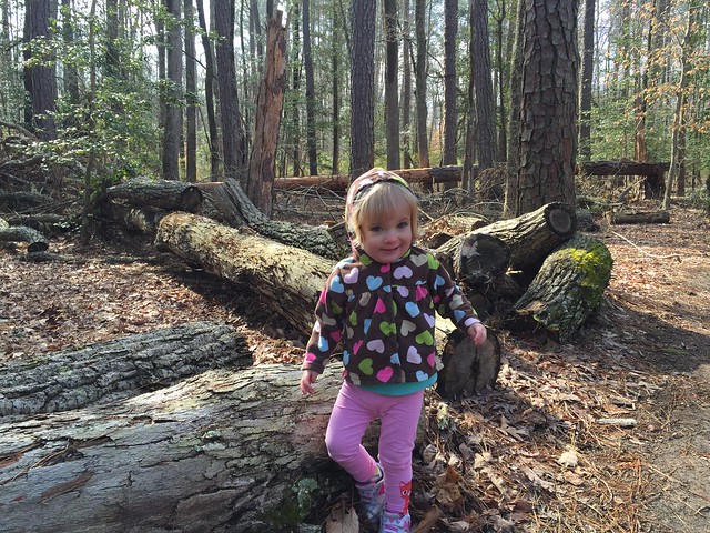 A few of the logs we encountered that Charlie wanted to climb on the Tyke Hike at York River State Park Virginia