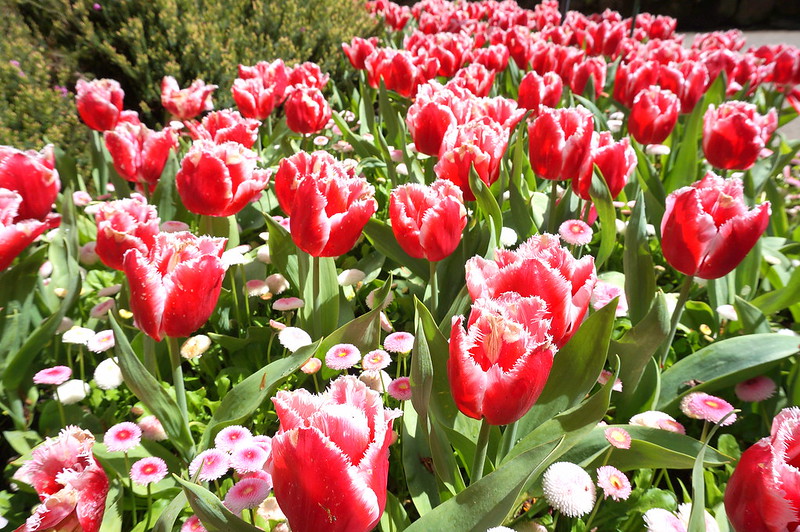 feathery tulips