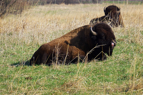 tongue nose buffalo wildlife smith lick iowa bull american bison grasslands neal prarie refuge widlife prariegrass nealsmith nealsmithwildliferefuge