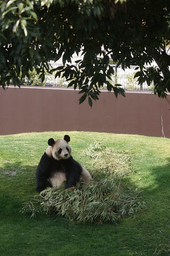 japan zoo panda ear giantpanda wakayama 動物園 shirahama パンダ 熊 熊猫 adventureworld 和歌山県 クマ 大熊猫 白浜町 南紀白浜 アドベンチャーワールド ジャイアントパンダ