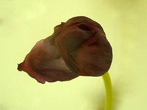 Welkende Tulpe