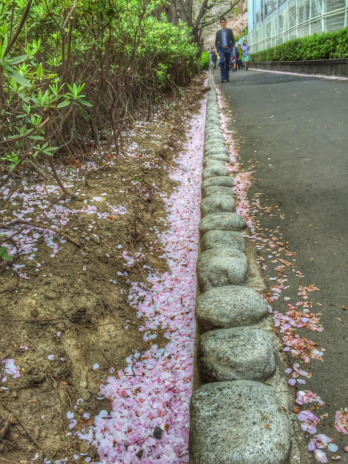 Meguro River Cherry blossom petals fall on sidewalks and in the river too