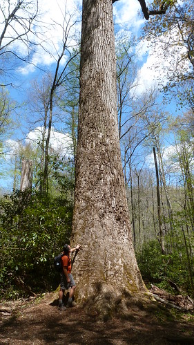 really big tree