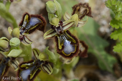 Ophrys speculum , NGID171504604