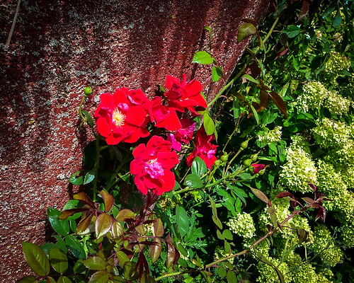 flowers outdoor color boyerrivergardensandgifts hydrangea rose wall tomatotasting