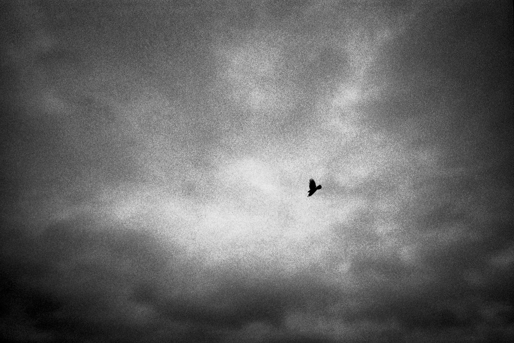 Bird in stormy sky 1998