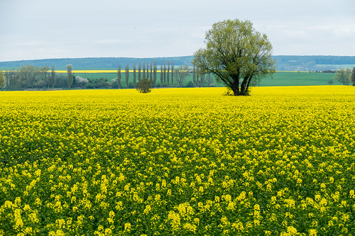 tschechien tschechischerepublik gelb blüte raps baum plzeňskýkraj vochov