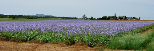 iris fleur nikon d90 trets sigma35f14