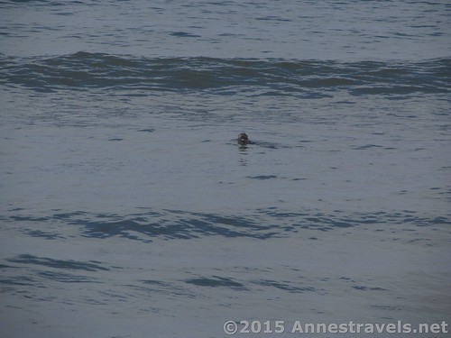 A seal in the waves near Ruby Beach, Olympic National Park, Washington