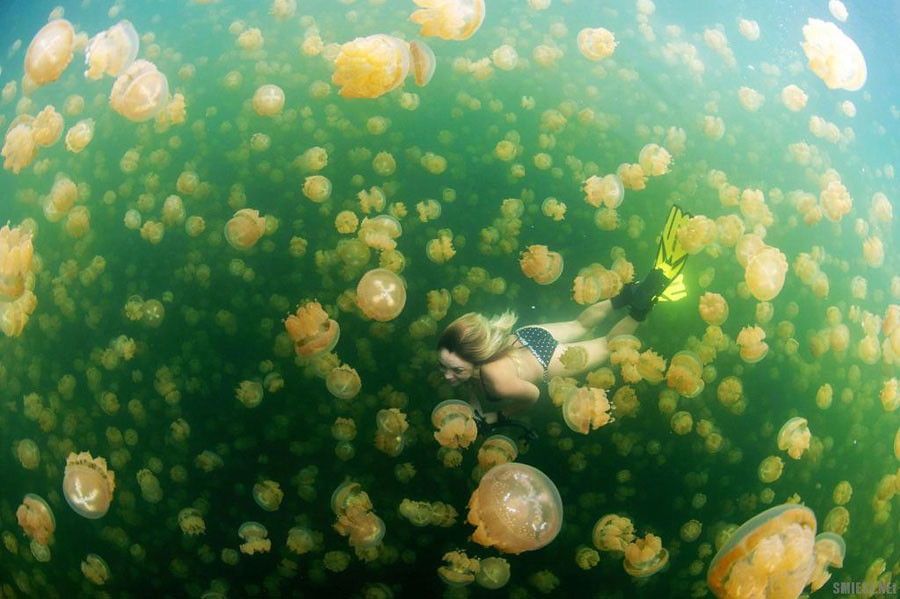 9.kakaban jelly fish lake via CheanChong Lim