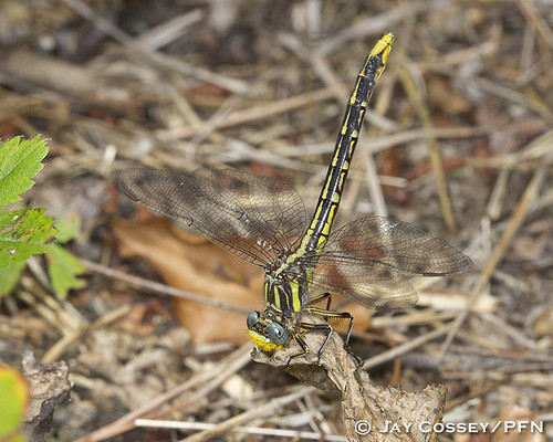 dragonfly indiana clubtail naturephotography macrophotography martincounty insecta photographerjaycossey odonatadamselfliesdragonflies