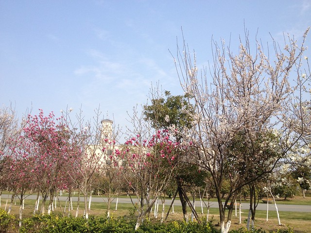 Spring and UNNC Clock Tower