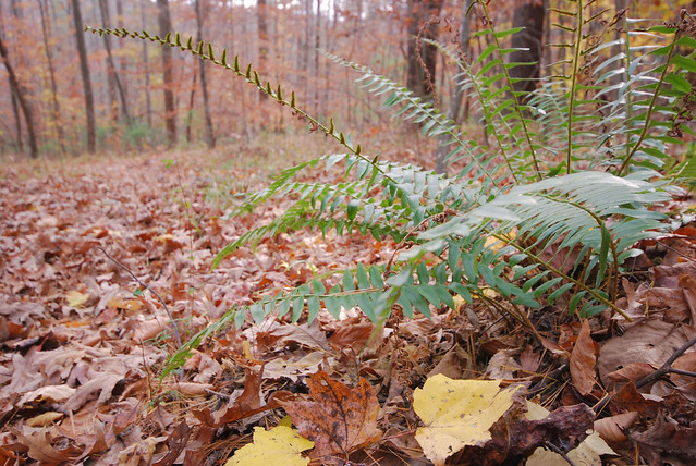 Ferns and dry fall leaves on the hike along the Iron Mine Trail at Fairy Stone State Park Virginia