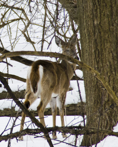 Deer in Dundas Valley Conservation Area 4