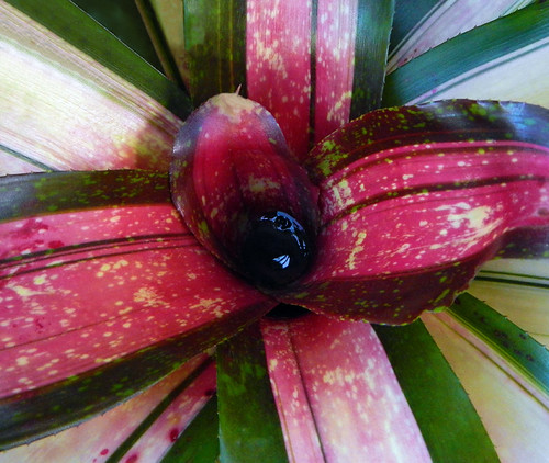 Looking down into the centre of a bromeliad in the Puerto Vallarta Botanical Garden