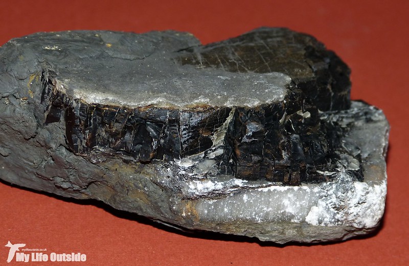 P1120157 - Fossil Wood