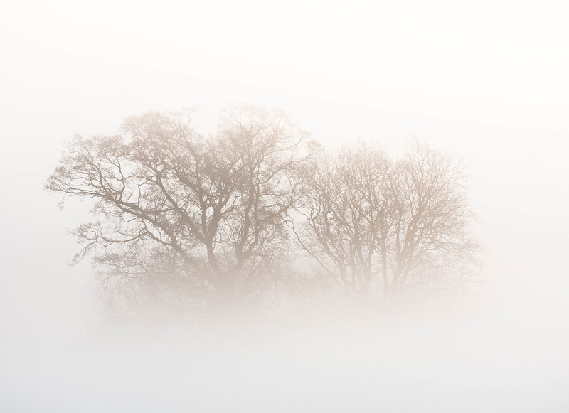 Fog trees