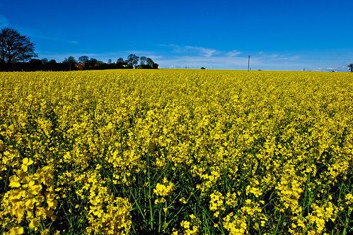 blue sky yellow spring fuji canals gb fields rapeseed xe1 fujix 1650mm