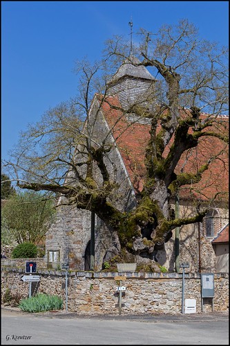 sully bourgogne arbre église chapelle yonne tilleul rosny lapostolle
