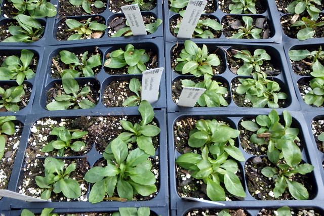 many four-packs of small green plants