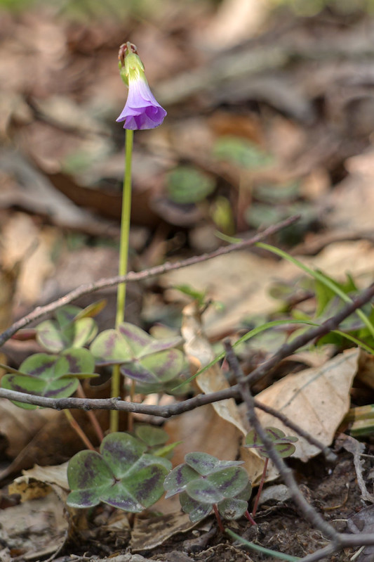 Oxalis violacea, Montgomery Bell State Park, Dickson County, Tennessee