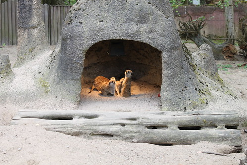meerkats sitting together underneath lamp