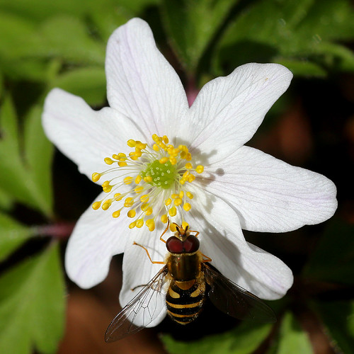 Hoverfly on wood anemone