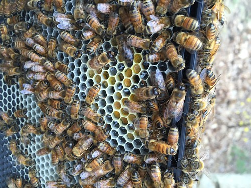 bees IMG_1219