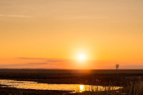 canada tree water field sunrise minimal manitoba land lonely prairies emptiness flatlands farmfield