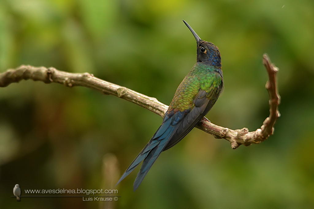 Picaflor tijereta (Swallow-tailed hummingbird) Eupetomena macroura