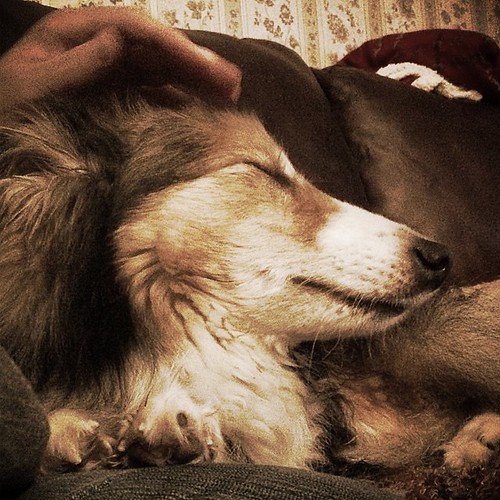 Touch can feel good. #Maggie #puppymilldog #fosterdog #Sheltie
