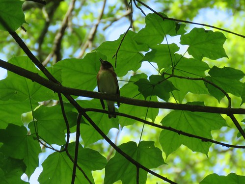 statepark bird indiana warbler mccormickscreek baybreastedwarbler