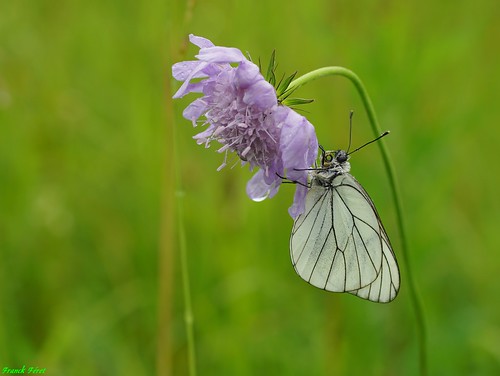 le gazé pelouse de liesle franchecomté papillon