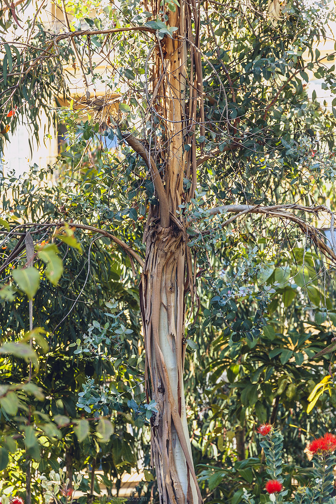 Gum tree in Nice, South of France