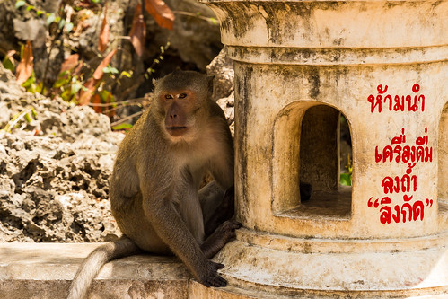 animal thailand monkey asia southeastasia wildlife primate petchaburi thamkhaoluang