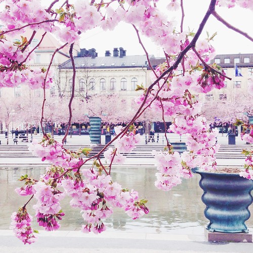 cherry blossom stockholm, april 19, 2015