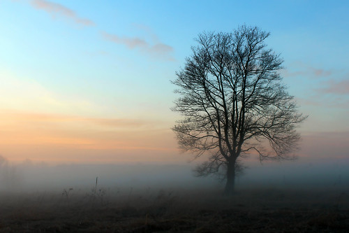 tree fog rural landscape pennsylvania pa adamscounty