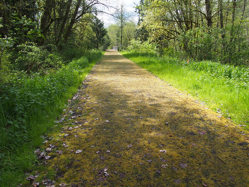 Foothills Trail: Covered in moss due to disuse