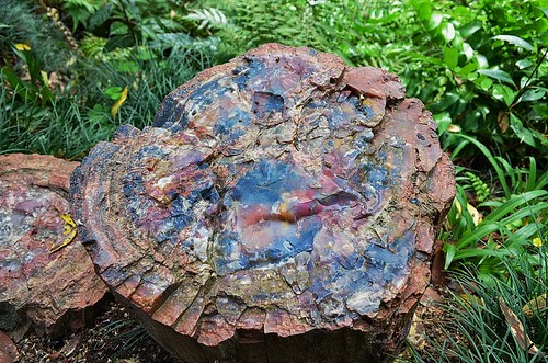 park wood old blue trees brown detail nature rock forest fossil ancient colorful texas close earth object science historic formation soil national american mineral trunk species geology piece multicolored preserve period extinct preservation petrified fossilized petrify bayoupark nikond5100