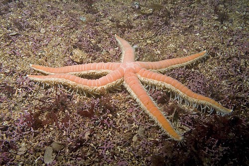 A seven armed starfish on a maerl bed with red seaweeds