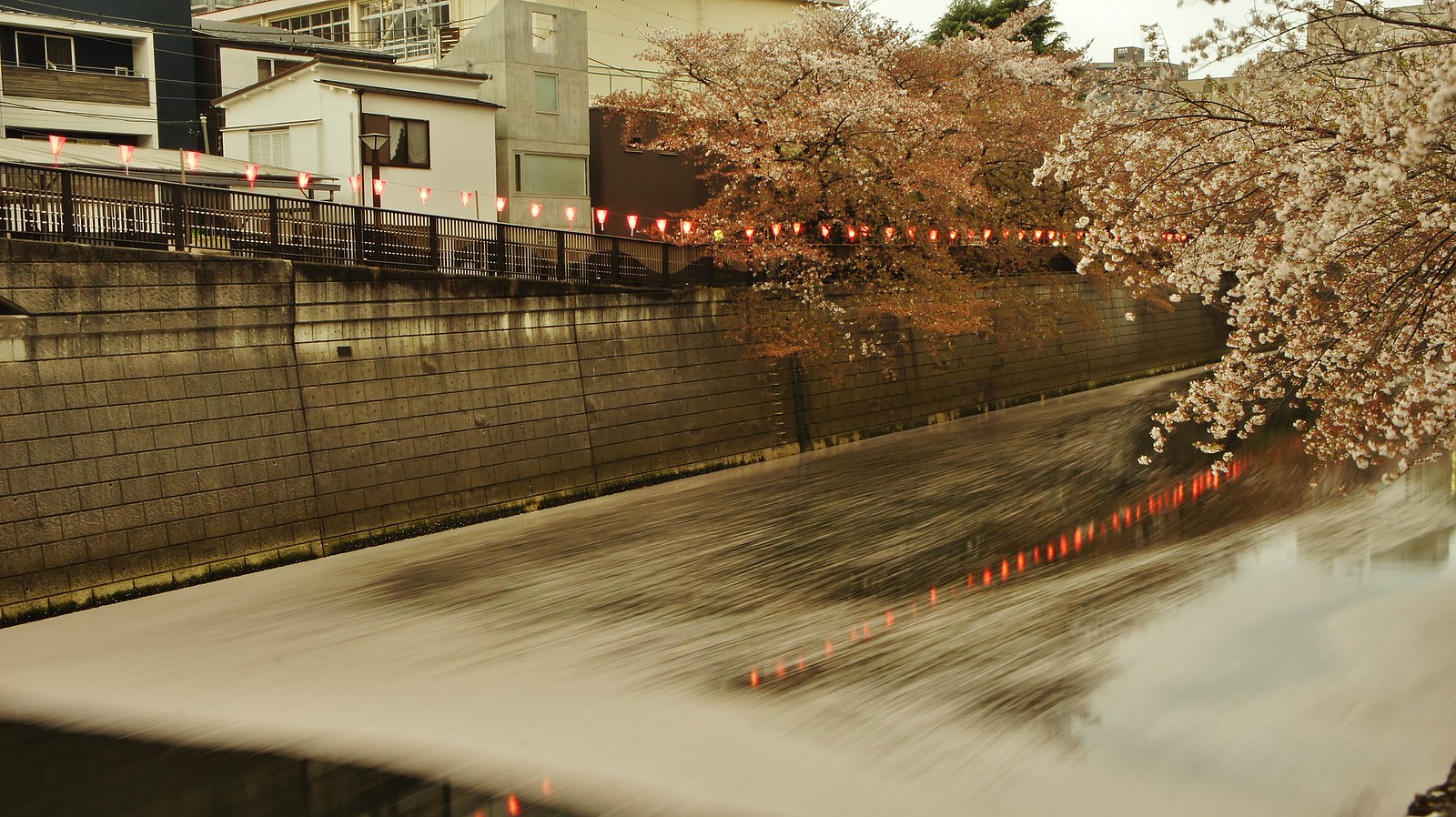Sakura Petals on Meguro River
