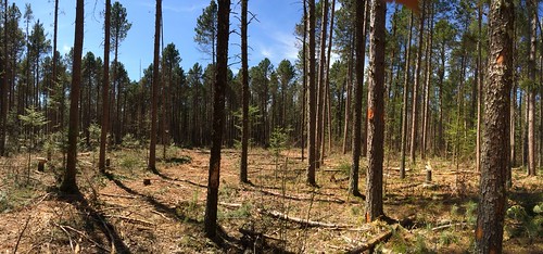 silviculture ascc cnf nasp chippewanationalforest